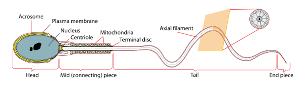 Image credit: Wikipedia.com